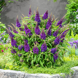 Buddleia d. Butterfly Candy Little ''Grape ' (Purple)