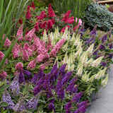 Buddleia d. Butterfly Candy Little 'Raspberry' (Red)