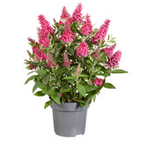Buddleia d. Butterfly Candy Little 'Raspberry' (Red)