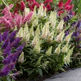Buddleia d. Butterfly Candy Little 'Coconut' (White)