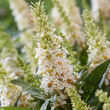 Buddleia d. Butterfly Candy Little 'Coconut' (White)