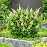 Buddleia d. Butterfly Candy Little 'Coconut' (White)