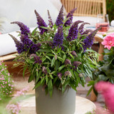 Buddleia Dwarf Butterfly Candy Collection