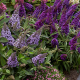 Buddleia Dwarf Butterfly Candy Collection