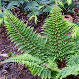 Polystichum setiferum 'Plumo-densum'