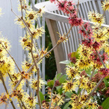 Hamamelis mollis