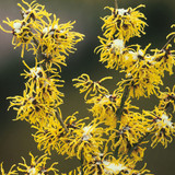 Hamamelis mollis