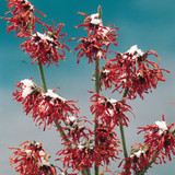 Hamamelis Collection