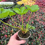 Strawberry Cambridge Favourite Potted