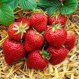 Complete Potted Strawberry Collection