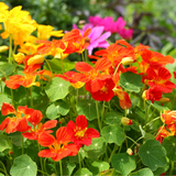 Nasturtium Jewel of Africa