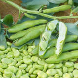 Broad Bean Masterpiece Green