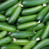 Cucumber Marketmore