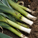 Leek Bulgarian Giant
