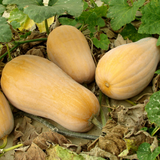 Squash Butternut Waltham