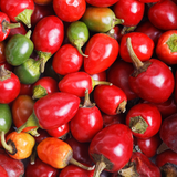 Pepper Hot - Large Red Cherry