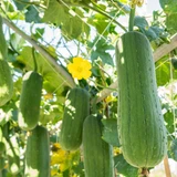 Gourds - Luffa