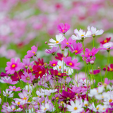 Cosmos – Sea Shells Mix