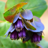Cerinthe Purpurescens