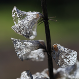 Bells of Ireland