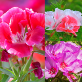 Clarkia – Double Mixed