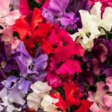 Sweet Pea - Royal Family Mix