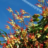 Mina Lobata – Jungle Queen