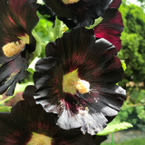 Hollyhock – Jet Black