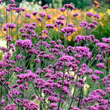 Verbena Bonariensis 7cm Powerliner