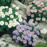 Aster Alpinus Mix 7cm Powerliner
