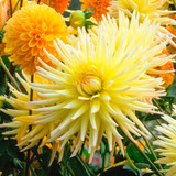 Dahlia 'Shooting Star'