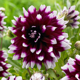Dahlia Decorative BiColour Collection