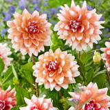 Dahlia Decorative BiColour Collection