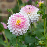 Dahlia 'Arbatax'