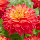 Dahlia 'Red Silence'