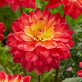Dahlia 'Red Silence'