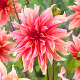 Dahlia 'Labyrinth'