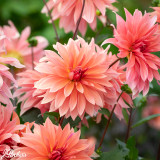 Dahlia 'Babylon Bronze'