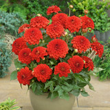 Dahlia Gallery 'Valentin'