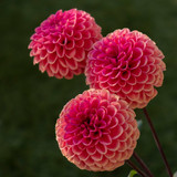 Dahlia 'Cornel Brons'