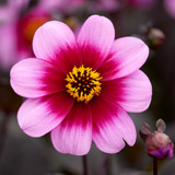 Dahlia 'Wishes and Dreams'