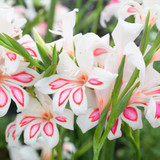 60 Gladioli Nanus Collection