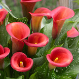 Zantedeschia Captain Murano