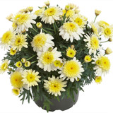 Argyranthemum aramis Double Lemon