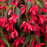 Begonia Starshine Pink