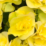 Begonia Patio Joy Yellow (Solenia)