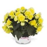 Begonia Patio Joy Collection (Solenia)