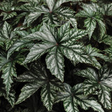 Begonia Gryphon