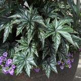 Begonia Gryphon