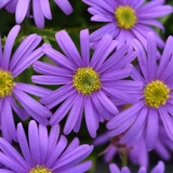 Brachyscome Brasco Violet